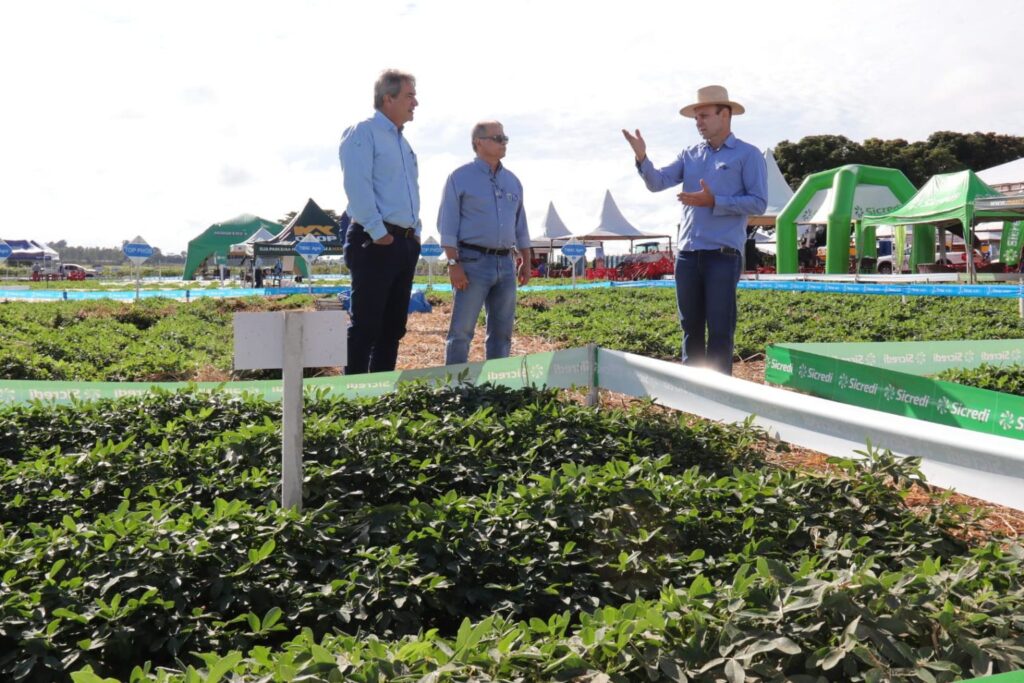 Política de diversificação agrícola faz o cultivo do amendoim crescer e consolida MS como segundo maior produtor no país Política de diversificação agrícola faz o cultivo do amendoim crescer e consolida MS como segundo maior produtor no país