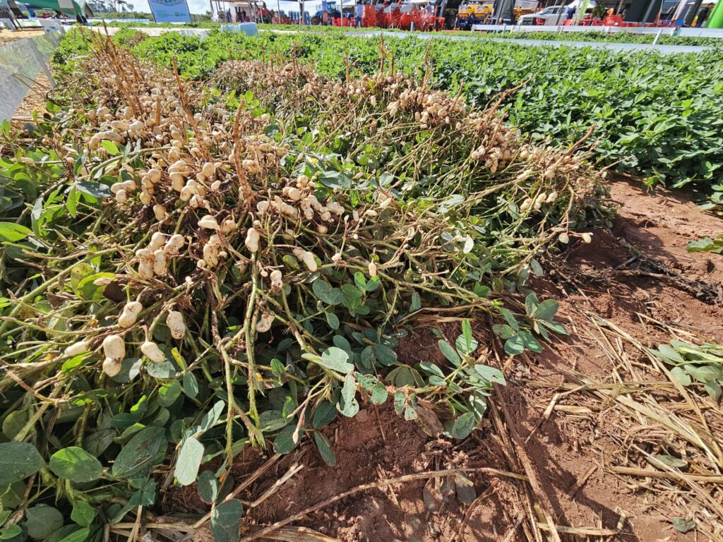 Política de diversificação agrícola faz o cultivo do amendoim crescer e consolida MS como segundo maior produtor no país Política de diversificação agrícola faz o cultivo do amendoim crescer e consolida MS como segundo maior produtor no país