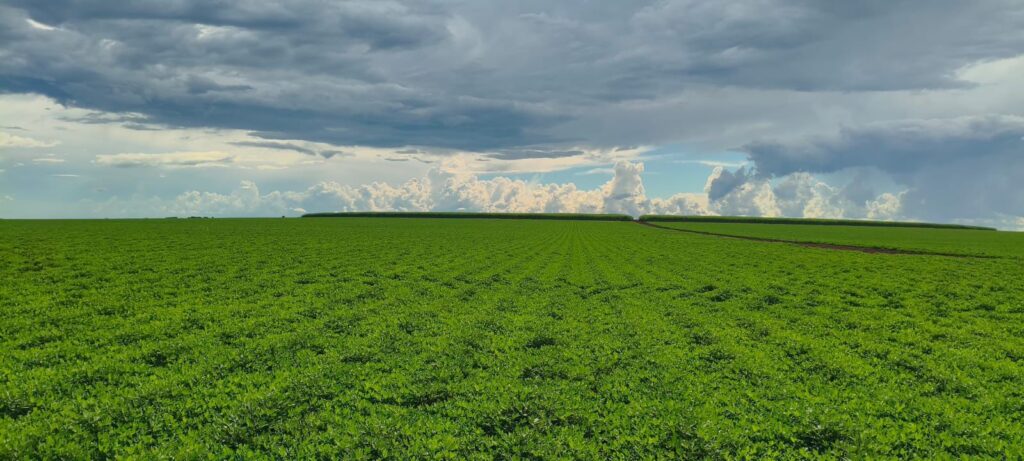 MS Grãos Nuts inicia obras de indústria de beneficiamento de amendoim em Nova Alvorada do Sul com investimento superior a R$ 30 milhões MS Grãos Nuts inicia obras de indústria de beneficiamento de amendoim em Nova Alvorada do Sul com investimento superior a R$ 30 milhões