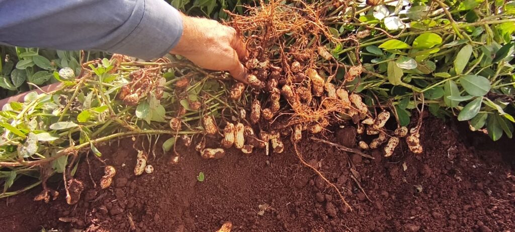 MS Grãos Nuts inicia obras de indústria de beneficiamento de amendoim em Nova Alvorada do Sul com investimento superior a R$ 30 milhões MS Grãos Nuts inicia obras de indústria de beneficiamento de amendoim em Nova Alvorada do Sul com investimento superior a R$ 30 milhões