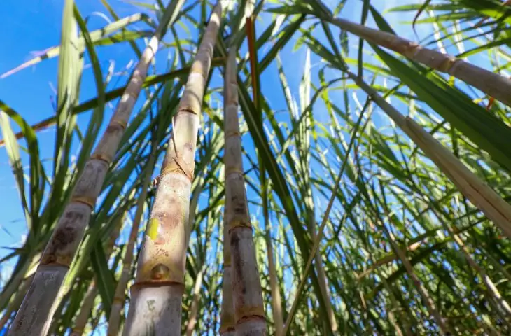 Expocanas consolida-se como a maior vitrine da bioenergia em Mato Grosso do Sul