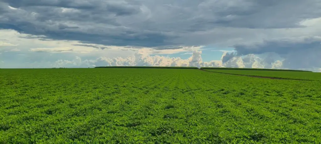 MS Grãos Nuts inicia obras de indústria de beneficiamento de amendoim em Nova Alvorada do Sul com investimento superior a R$ 30 milhões MS Grãos Nuts inicia obras de indústria de beneficiamento de amendoim em Nova Alvorada do Sul com investimento superior a R$ 30 milhões